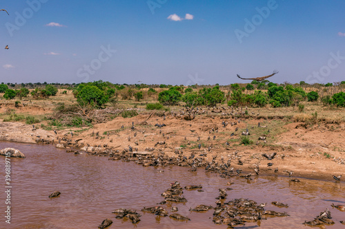 Vultures Wildlife Animals Grazing Savanna Grassland Wilderness Maasai Mara National Game Reserve Park Great Rift Valley Narok County Kenya East African Landscapes Field Mountains Scenic Views photo