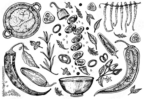 Red hot chili peppers in vintage style. Salad ingredients. Farm vegetable. Vector illustration. Hand drawn engraved retro sketch. Doodle style