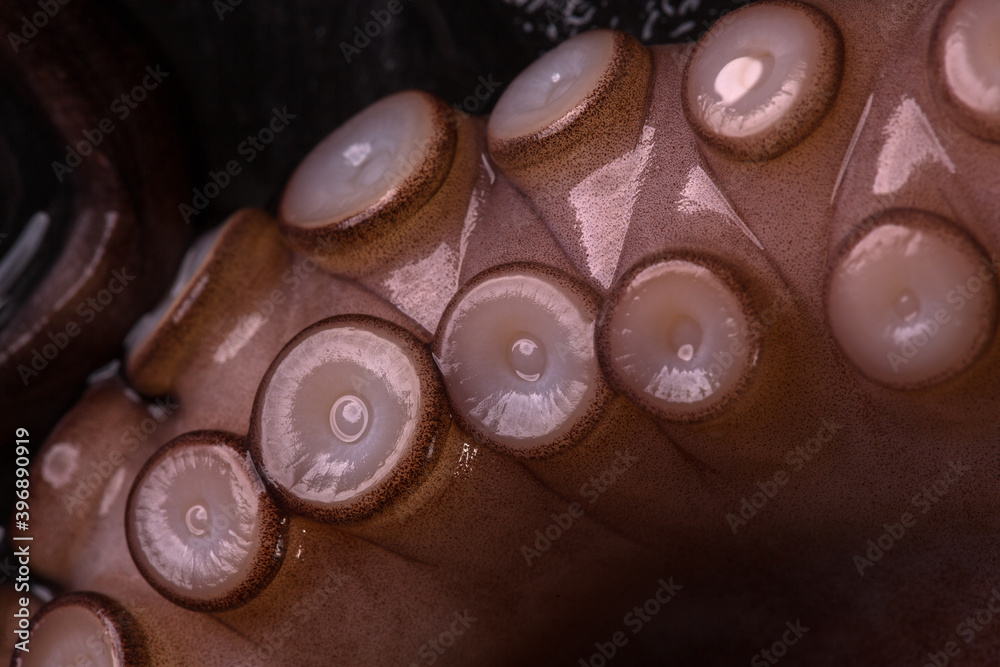 Octopus tentacles close-up on a dark background. Macro Octopus tentacles close-up on a dark background. Macro