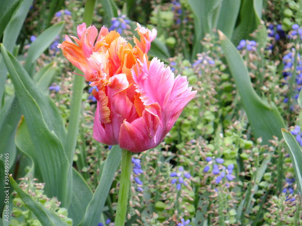 Fototapeta premium Tudor Schleurholts