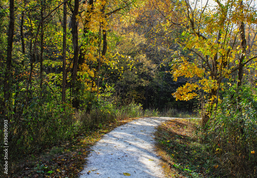 autumn in the forest