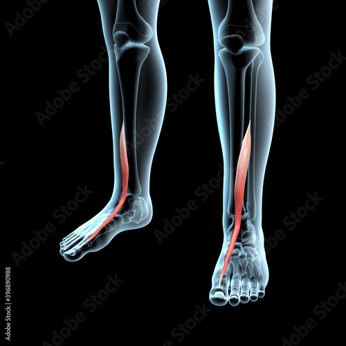 3d Illustration of the Extensor Hallucis Longus Muscles Anatomical Position on Xray Body photo