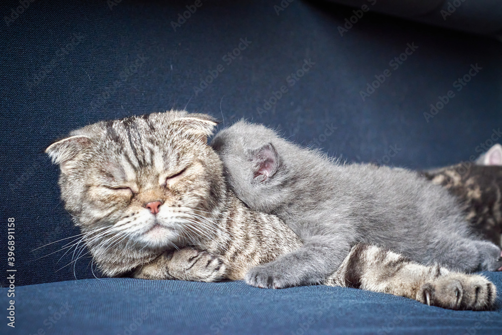 Kitten hugs his mom. Grey kitten and tabby cat resting on blue couch Kitten hugs his mom. Grey kitten and tabby cat resting on blue couch
