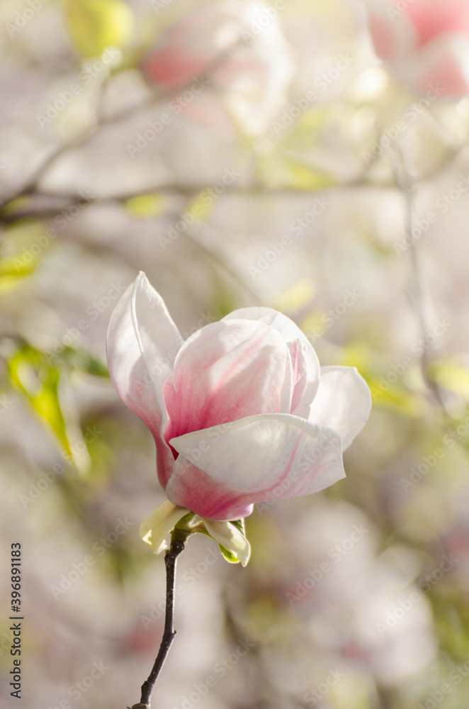 Beautiful magnolia tree blossoms in springtime. Jentle magnolia flower against sunset light. Beautiful magnolia tree blossoms in springtime. Jentle magnolia flower against sunset light.