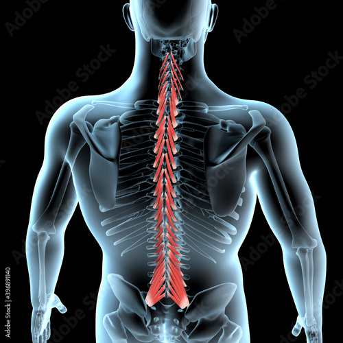 3d Illustration of the Multifidus Muscles Anatomical Position on Xray Body photo
