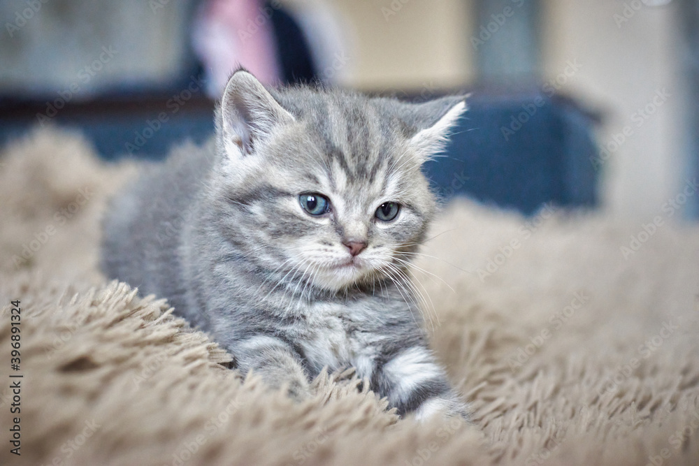 Small cute kitten is lying down and looking forward, blurred background