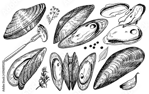 Sea mussels in vintage retro style. Nautical molluscs. Ocean food. Vector illustration. Hand drawn engraved retro sketch. Antique old monochrome style.