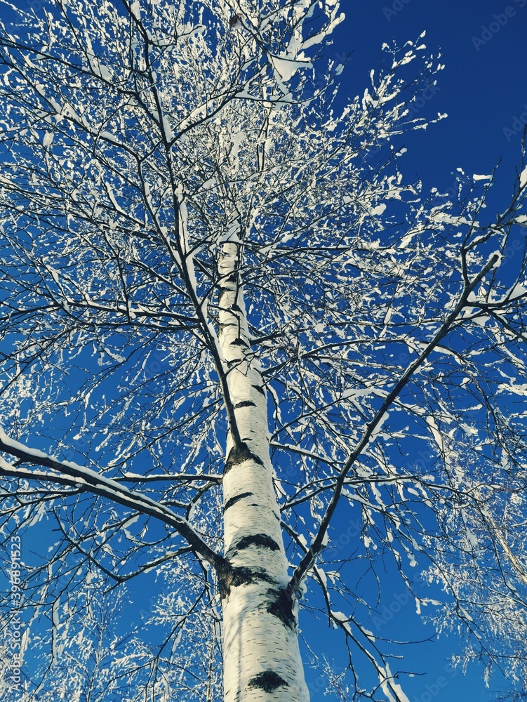 Fototapeta premium Snow-covered birch on a blue sky background