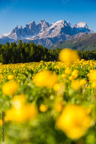 Yellow flowers blooming in Paneveggio Pale di San Martino Natural Park spring season, Dolomites, Trentino Alto Adige, Italy photo
