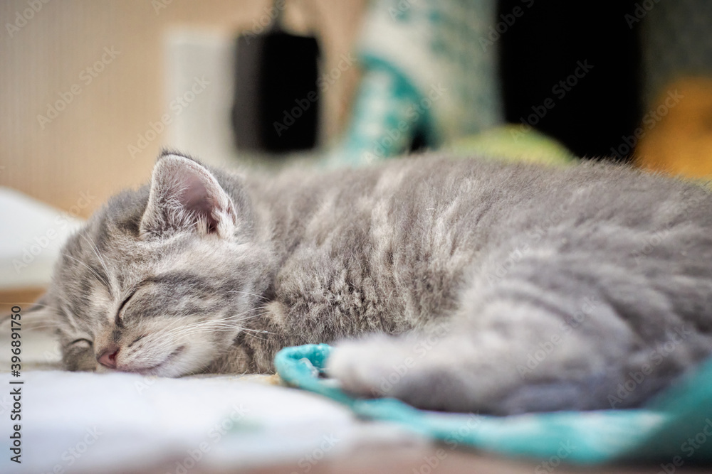 Sweet grey kitten is napping on blanket