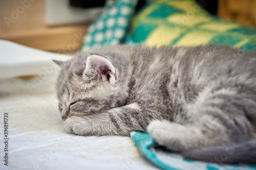 Tabby kitten sleeps on a plaid