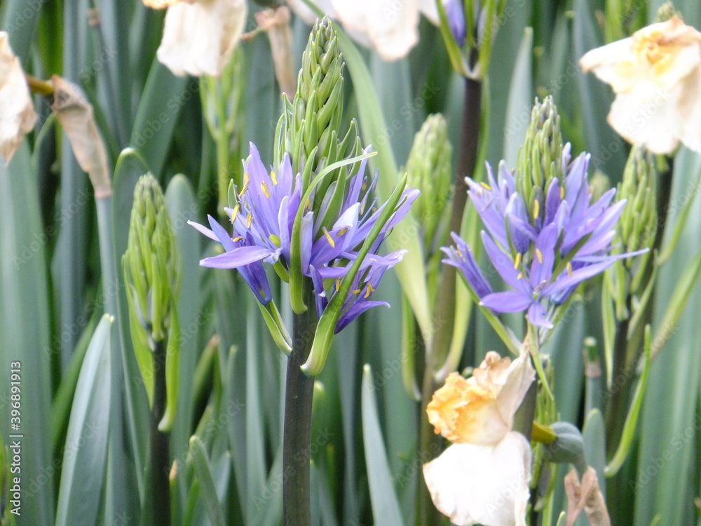 Tudor Schleurholts flowers Tudor Schleurholts flowers