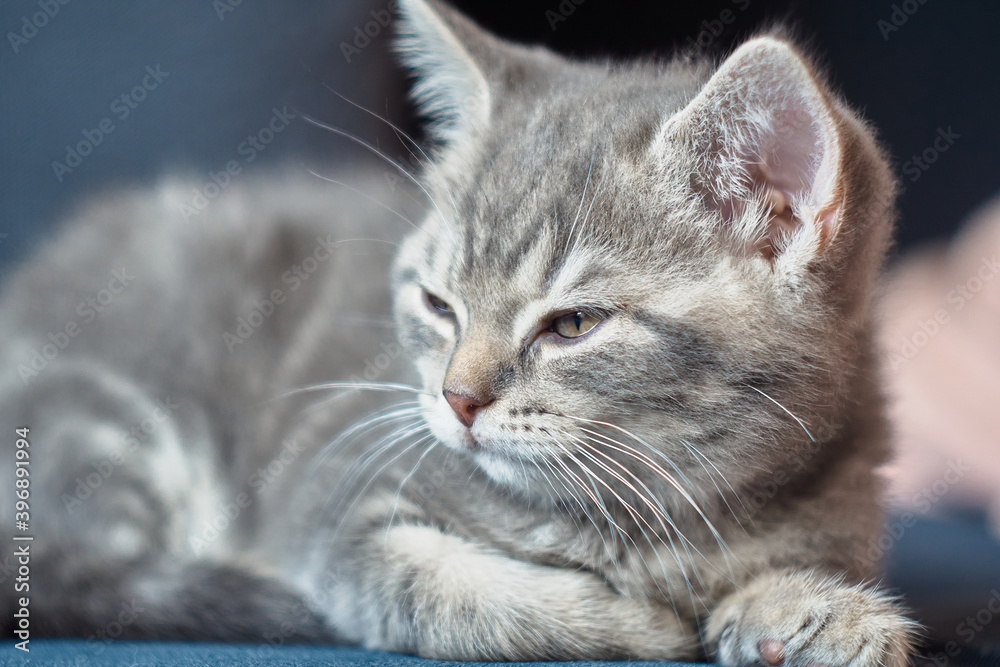 Adult kitten is lying and looking away