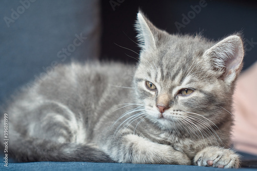 Full body portrait of grey kitten lying on blue couch