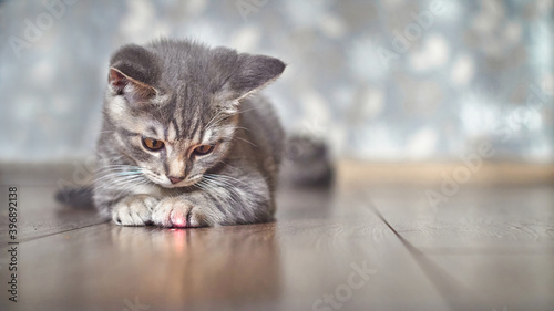 Grey tabby kitten playing with laser pointer image © mediaeugene