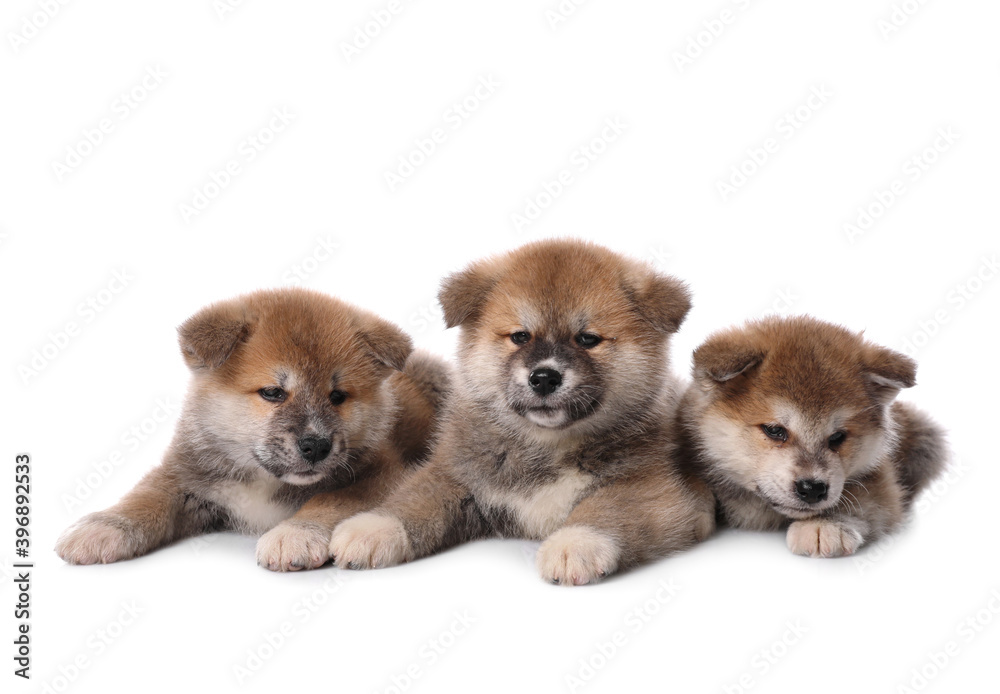 Adorable Akita Inu puppies on white background Adorable Akita Inu puppies on white background