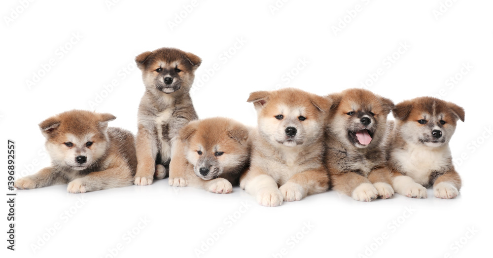 Fototapeta premium Adorable Akita Inu puppies on white background