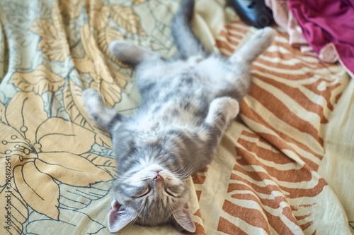 Fototapeta Naklejka Na Ścianę i Meble -  Funny kitten relaxing on bed
