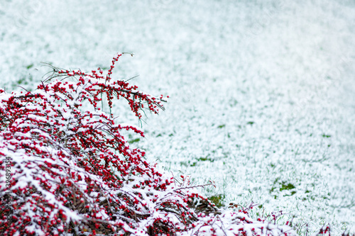 Cotoneaster red berries with a dusting of snow on the snow grass. Copy space. Winter background
