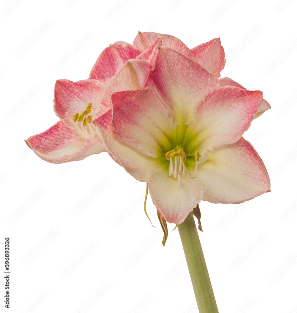 Fototapeta premium Pink and white Hippeastrum (amaryllis) 