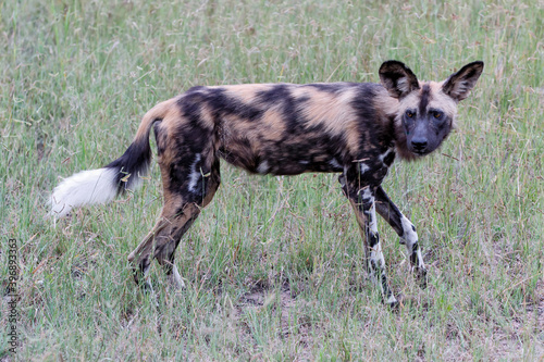 African Wild Dog walking in Manyeleti game reserve in the Greater Kruger Region in South Africa