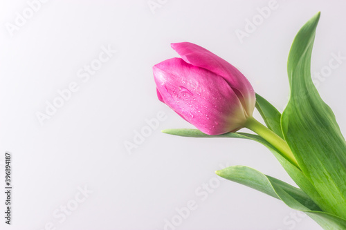 Spring flower pink tulip with water drops on white background. Copy space.