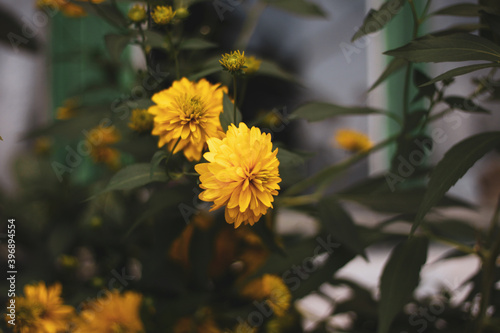 Perennial rudbeckia. Golden ball. Beautiful yellow. In bloom. photo