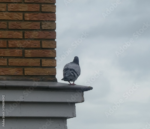 gray pigeon standing back on the curb of a building with a cloudy sky