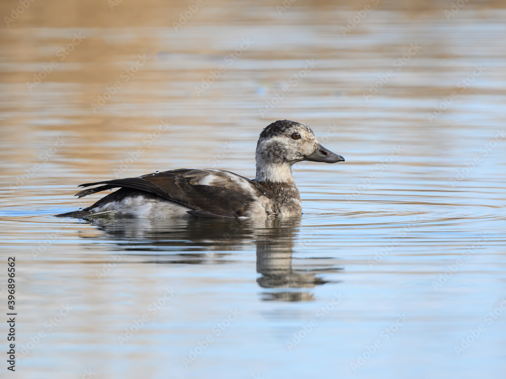 Long-tailed Duck with Reflection Swimming in Brown Water in Fall Long-tailed Duck with Reflection Swimming in Brown Water in Fall