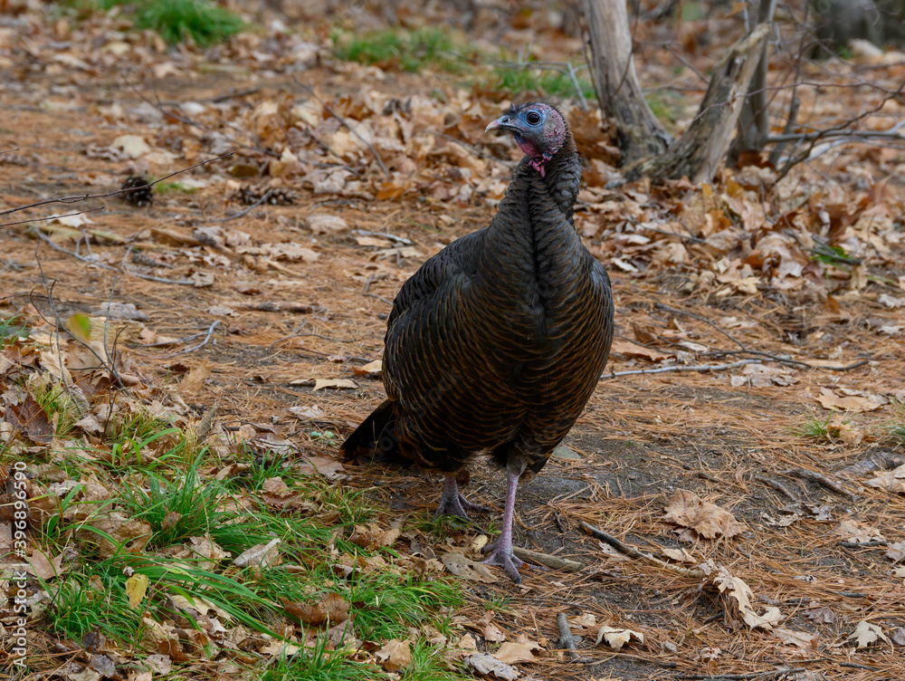 Fototapeta premium Eastern Wild Turkey Foraging on Ground in Fall