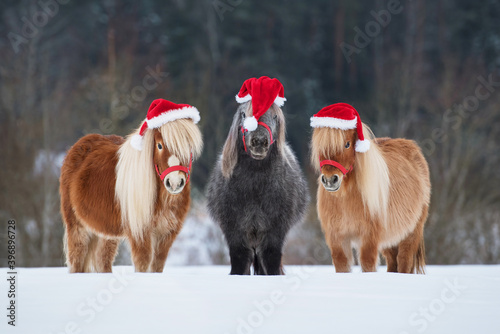 Fotografie Three funny miniature shetland breed ponies dressed in Christmas Santa hats standing in a row on the snowy field in winter