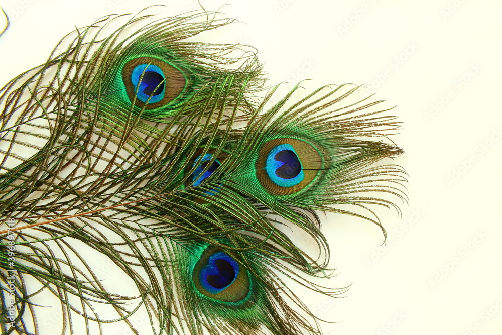 Fototapeta premium peacock feathers in white background with text copy space 