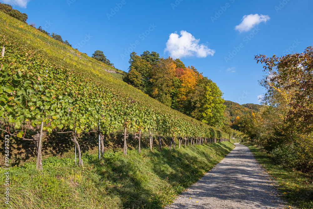 Vineyards at the riverside of Rhine river in Eglisau Vineyards at the riverside of Rhine river in Eglisau