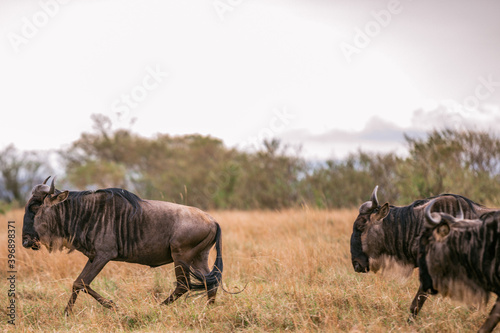 Canvastavla Wildebeest Kenyan Sunset Landscape Wildlife Animals Savanna Grassland Wilderness