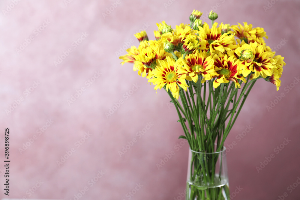 Vase with beautiful chrysanthemum flowers on pink background, closeup. Space for text
