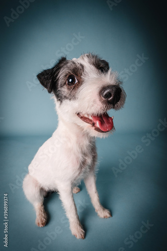 niedliches Portrait Parson Jack Russel Terrier Hund im Fotostudio mit blauem Hintergrund 