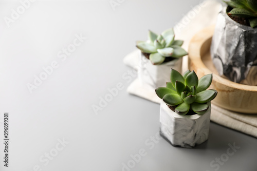 Beautiful potted succulents on light grey table. Space for text