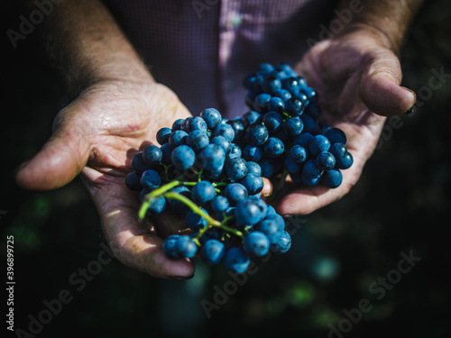 hands with grapes