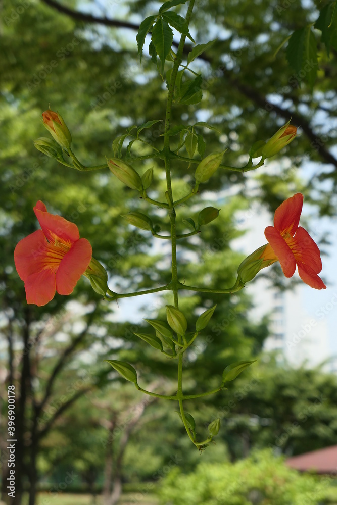 Fototapeta premium trumpet creeper flowers in Korean park