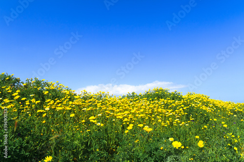 Rural landscape yellow daisies green filelds in spring. Margurites flower blossoms in blue sky background.