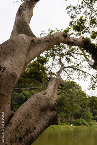 Árvores dentro do parque da Aclimação em São Paulo  photo