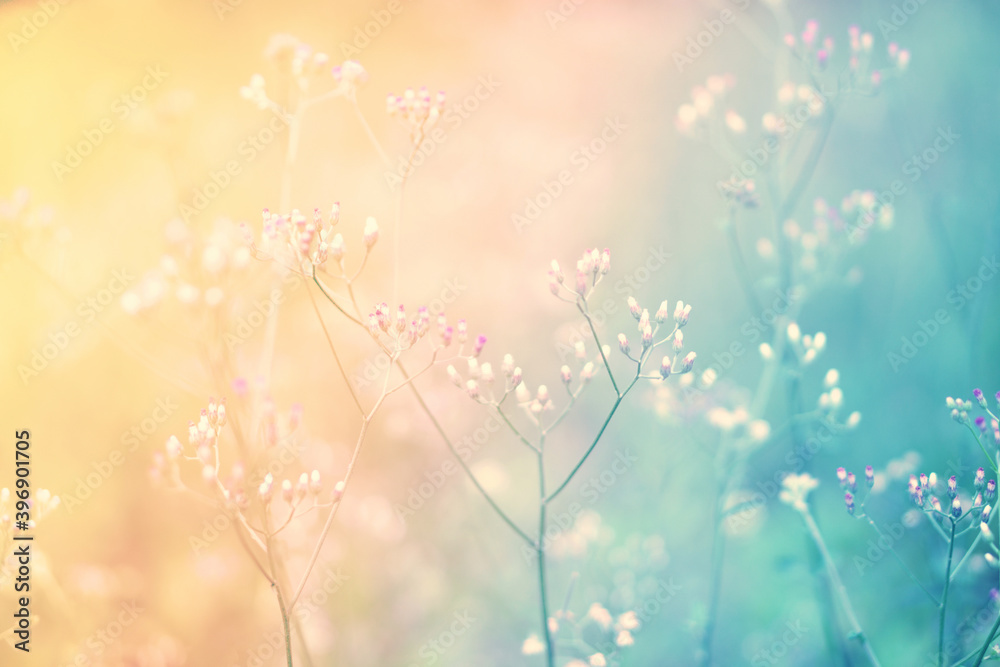Soft focus Grass Flower blooming at sunrise,  abstract spring ,autumn nature background