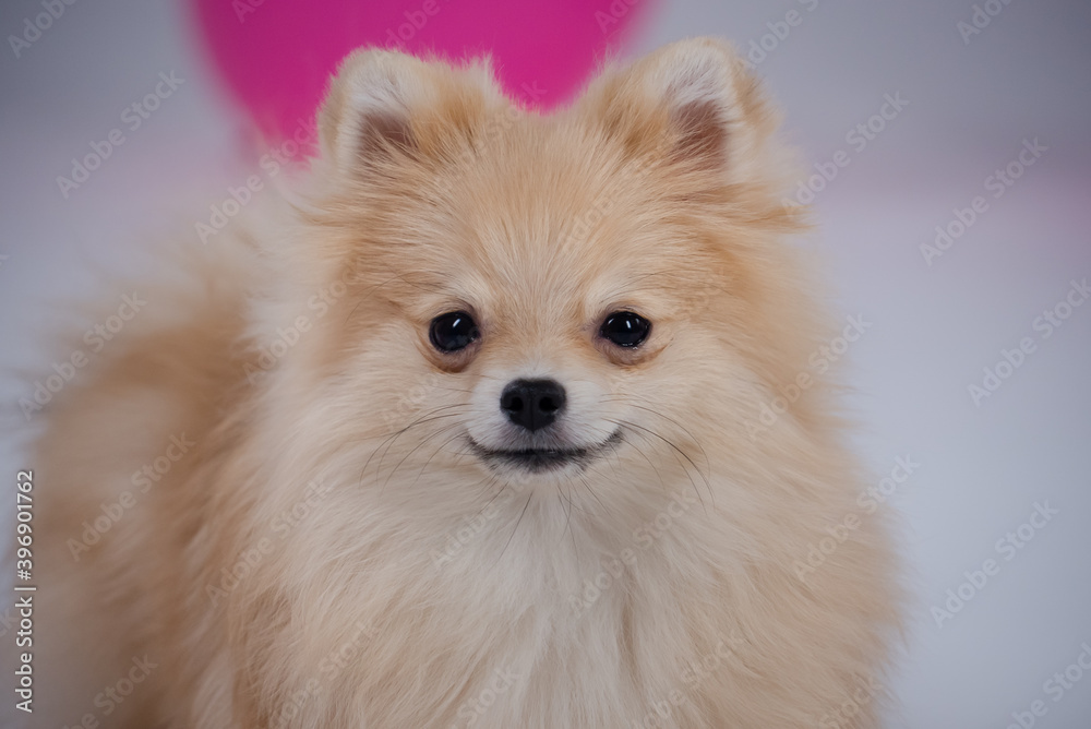 Close up portrait of the muzzle of a pygmy pomeranian spitz on a blurred background of a gray wall and a pink balloon. The dog smiles at the camera.