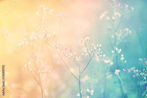 Soft focus Grass Flower blooming at sunrise, abstract spring ,autumn nature background