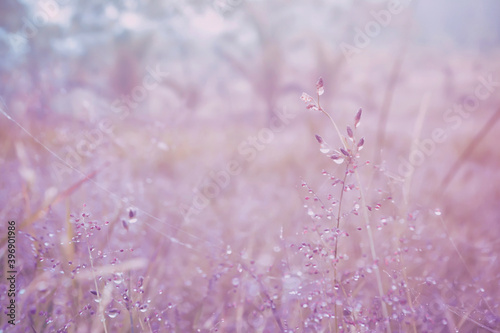 pink and purple grass flower at morning sunrise abstract spring and summer nature background