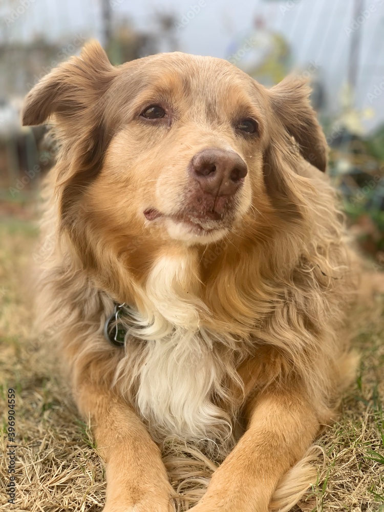 portrait of a retriever