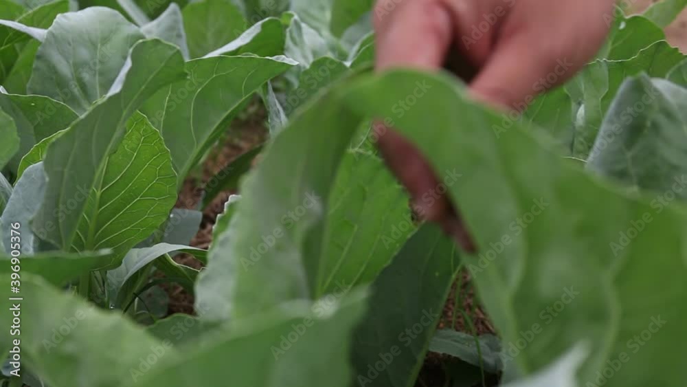 person picking up lettuce. person picking up lettuce.