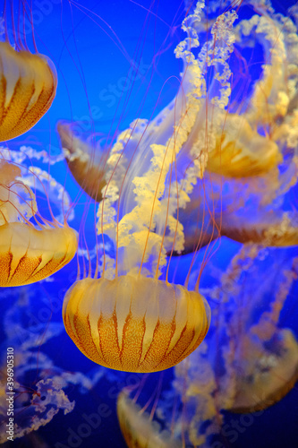 Jellyfish