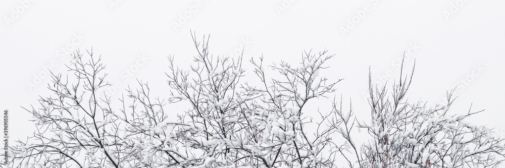 Snow on the branches of trees and bushes after a snowfall. Beautiful winter background with snow-covered trees. Plants in a winter forest park. Cold snowy weather. Cool texture of fresh snow. Panorama Snow on the branches of trees and bushes after a snowfall. Beautiful winter background with snow-covered trees. Plants in a winter forest park. Cold snowy weather. Cool texture of fresh snow. Panorama