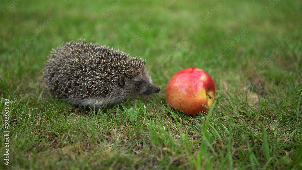 Obraz premium Real hedgehog walks on the green grass near the red apple